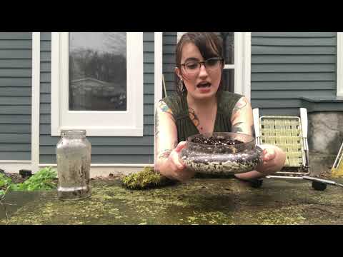 How To Make A Moss Garden with Ms. Sarah