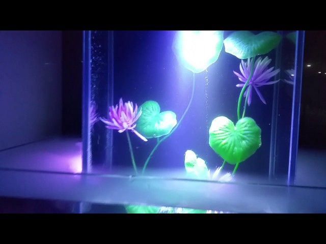 Upside down fish tank betta fish tank