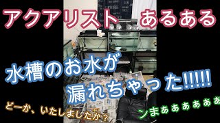 部屋がビチャビチャで、大泣きしたら、赤さんが生まれた!【熱帯魚,古代魚,大型魚,観賞魚,アクアリウム】