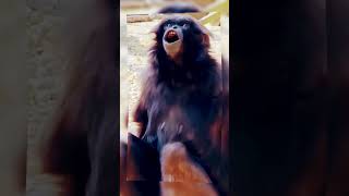 Download lagu Siulan Monkey #monkey #shorts mp3
