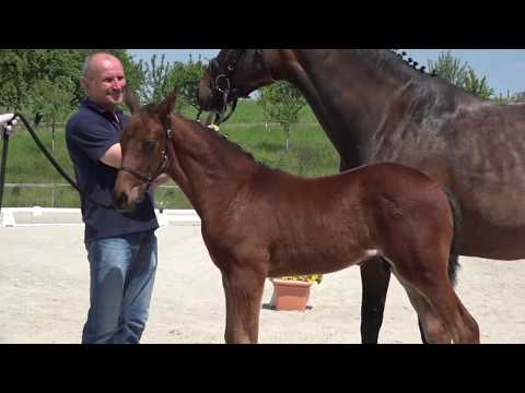 KN 45 Fittipaldi Hf v. Fuerst Wilhelm - Lanciano