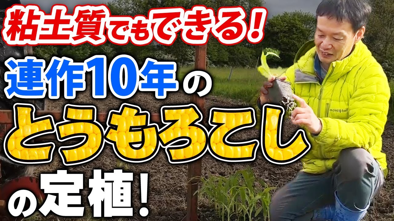 自然栽培で育てるトウモロコシ|定植のコツと8年かけた自家採種の記録