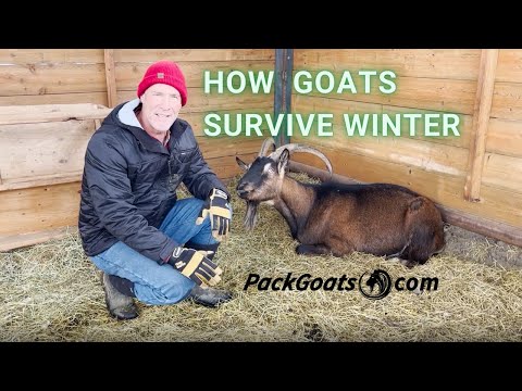 , title : 'How to Keep Goats Thriving in Winter'