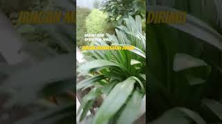 Download lagu Nasehat Hidup,KH Asrori Al ishaqi #islam #shortvideo mp3