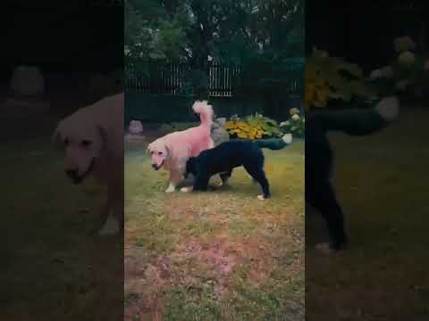 Berner Sennenhund Welpe kaufen