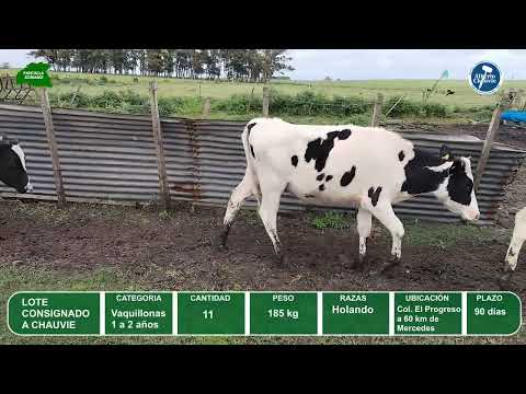 Video del lote L0-000856