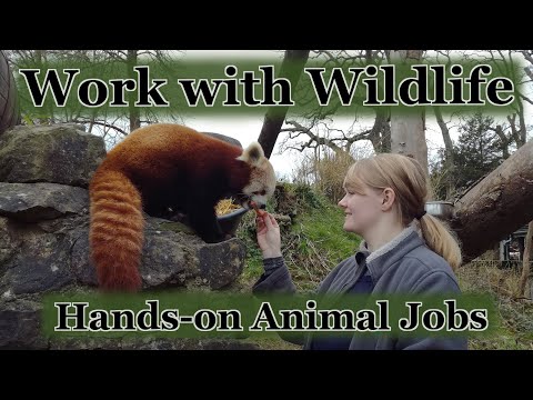 , title : '5 Wildlife conservation jobs working hands on with animals that you can do from the UK | Careers'