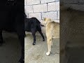 Dog And Goat Animals Pigeon Bird Animal Pigeonbird Love Pigeonlove Dog Goat