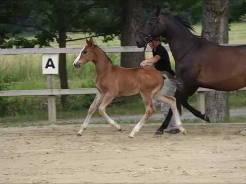 Malito von Worrenberg, Million Dollar x Salito, geb. 10.5.2017, Hann