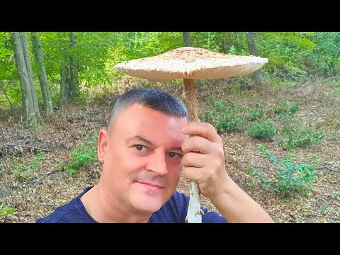 Sunčanica Kao Satelitska Antena - Macrolepiota procera
