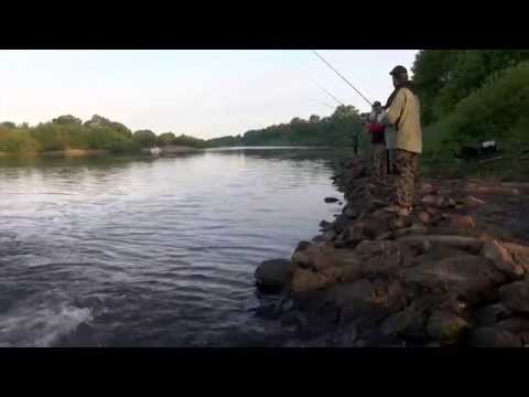 Ende der Schonzeit treibt die Angler an die Weser
