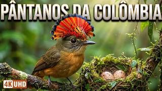 Os Gigantes dos Pântanos da Colômbia | O Reino Escondido da Vida Selvagem mais rica do Planeta