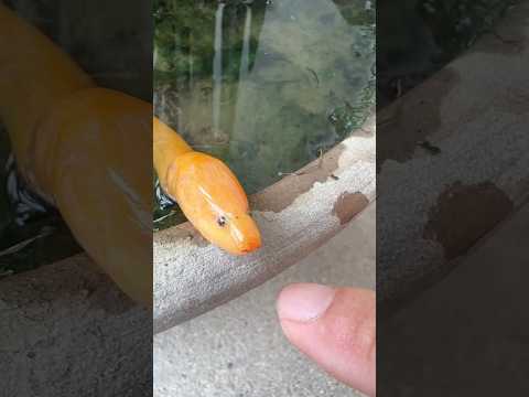 this little guy with a soul#swamp eel#Fish-keeping Diary#Raise a swamp eel as a pet