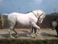 beautiful white horse step dance 