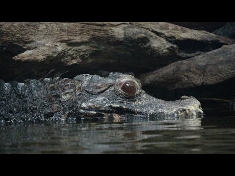 Dwerg Kaaiman Diergaarde Blijdorp 2023