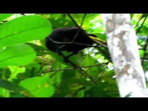 Russet-backed Oropendola -  Psarocolius angustifrons - New World blackbird