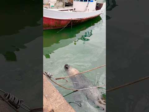 Lobito 🦭 #uruguay #puntadeleste #punta #pde #puerto #maldonado #sealion #sealions #marino #lobo