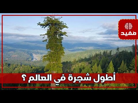 ما هي أطول شجرة في العالم ؟ وما هو موطنها الأصلي ؟