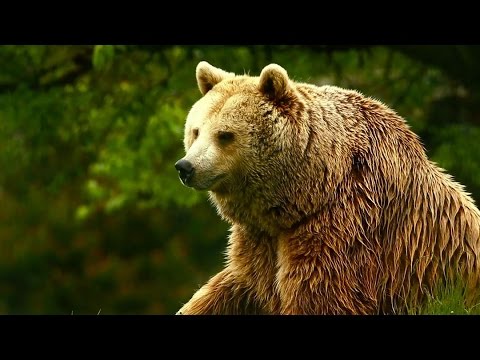 Unedited footage of a Bear