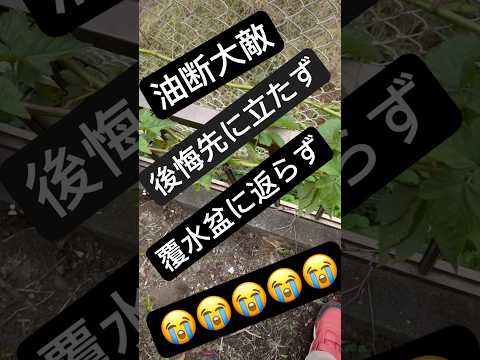 春に植えるべき防虫植物：家から害虫を追い出すトップ5！  庭園