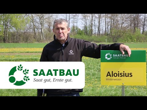 Verschiedene Saatzeitpunkte bei Weizen - Bestandesführung