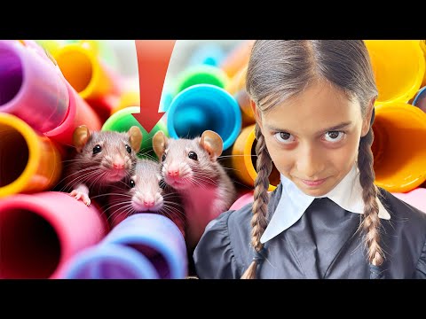 😢 THE HOUSE IS FULL OF RATS 🐀 What SOLUTIONS can we find to ESCAPE HEALTHY 🥴