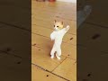 Kamariya Gole Gole Dole Raja Ji Very Funny Bhojpuri Whatsapp Cat Video Cat Dance Cat Sorts
