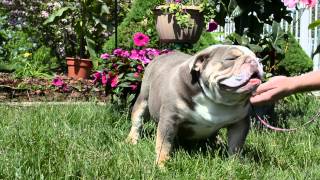 SHRINKABULLS - SHRINKABULL BULLDOGS HOME BREW