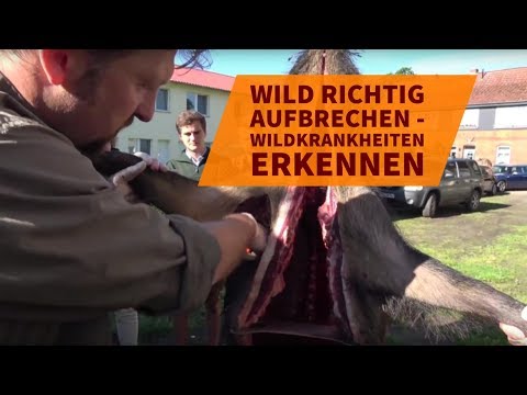 Gribok zwischen den Fingern der Beine die Behandlung die Salbe der Preis Gribok die Füsse auf dem Englischen