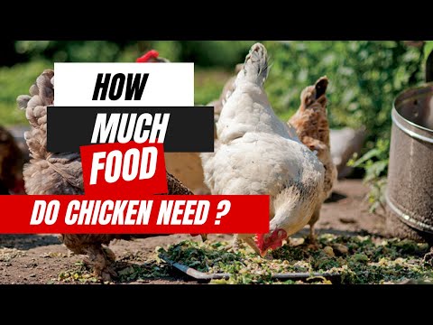 Feeding Chickens the Right Way – Complete Guide to Daily Feed Amounts.