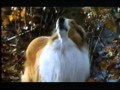Lassie Trailer 1994