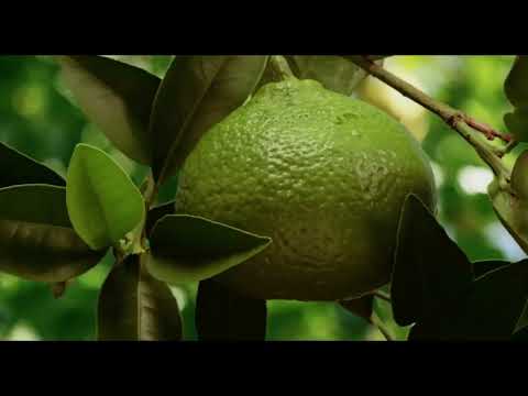 The Beauty of Pollination - Moving Art™