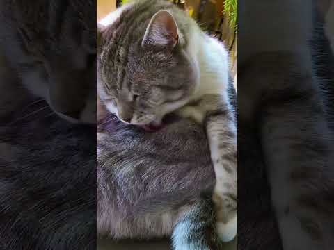 🐱My Big Cat Family - IGOR & Pavlik  #shortcat #short #shortvideo  #cat #cats #cutecats