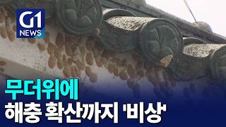 [G1뉴스]무더위에 해충 확산까지 '비상'