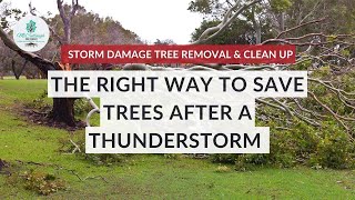 The RIGHT Way to SAVE TREES After a Thunderstorm | Storm Damage Tree Removal