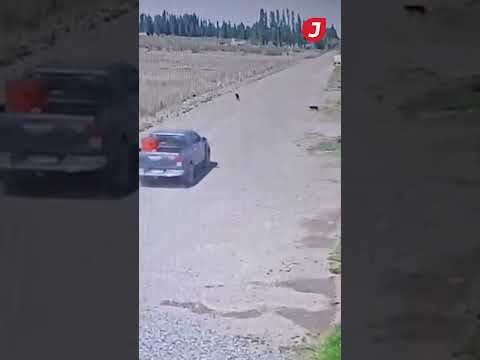 GAIMAN // Denuncian a un conductor que mató a una perra y huyó