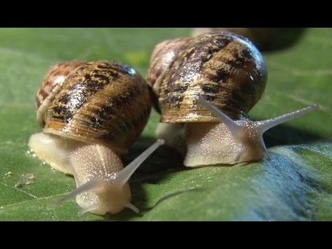 Snail farming as an opportunity for the development of farms