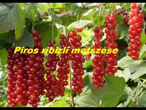 hogyan lehet megszabadulni a ribizli parazitáitól