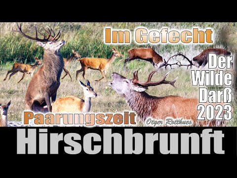 Hirschbrunft 2023 -red deer rut- Fischland-Darß-Zingst-Ostsee-Pramort-Prerow