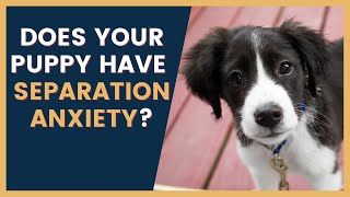 Puppy Separation Anxiety How to Tell If Your Dog Has It