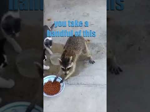 Gary the Raccoon