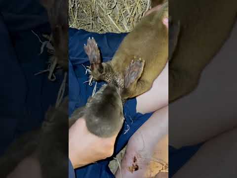 How Can I Stop The Baby Smooth-Coated Otters Sucking Their Genitals?