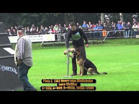 2015 SV BSP Meppen part 2 platz 2 1102 Henry vom Wolfsheim  B=96