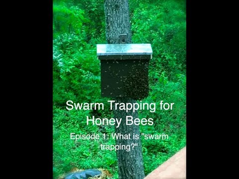 Episode 1: Swarm Trapping for Honey Bees - What is swarm trapping?