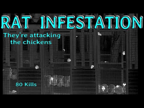 RAT INFESTATION • They're attacking the chickens