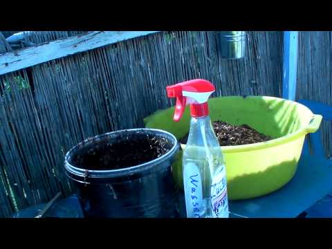 Fertigen Feinschnitt - Tabak schnell Fermentieren auf ,,Buchheimer,, Art.