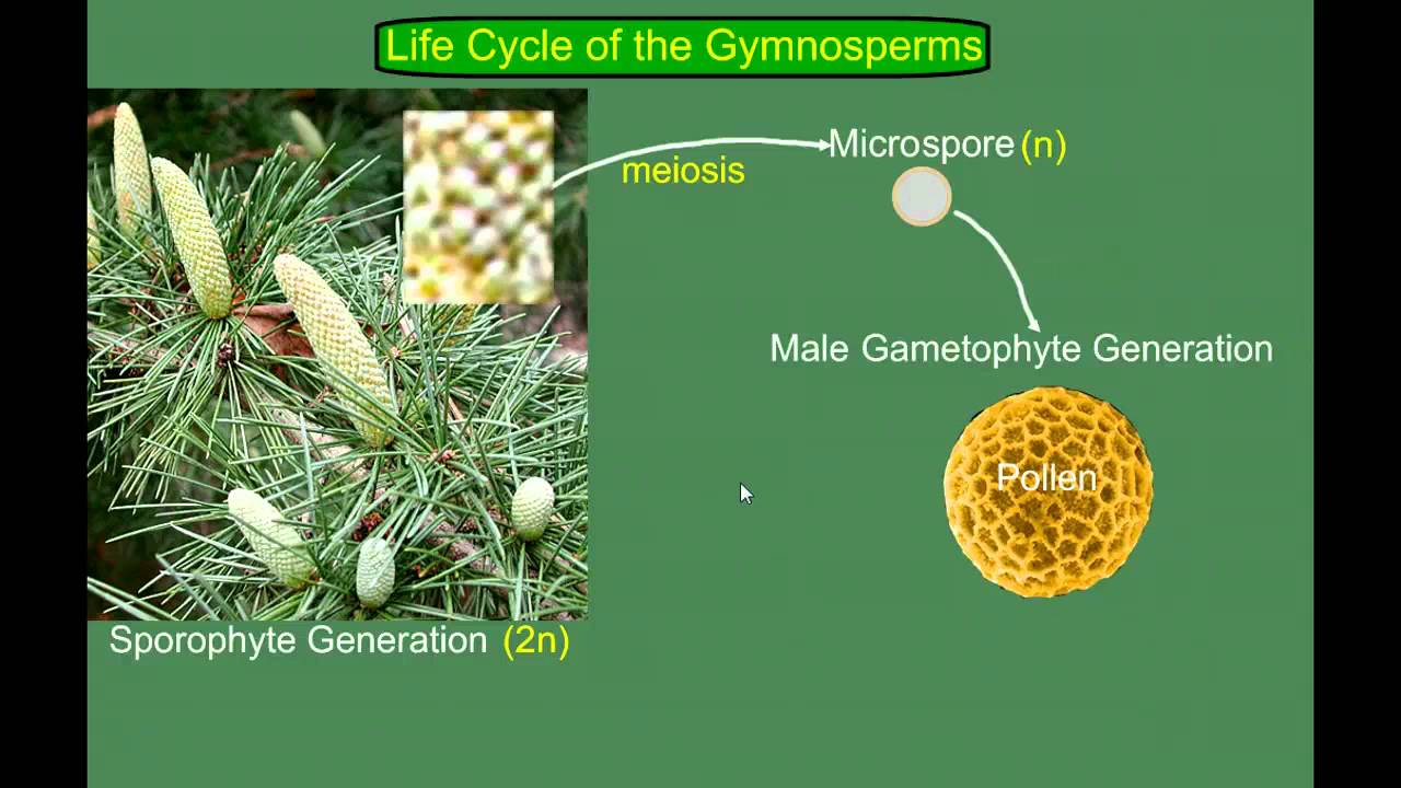 Gymnosperm (Pine) Life Cycle