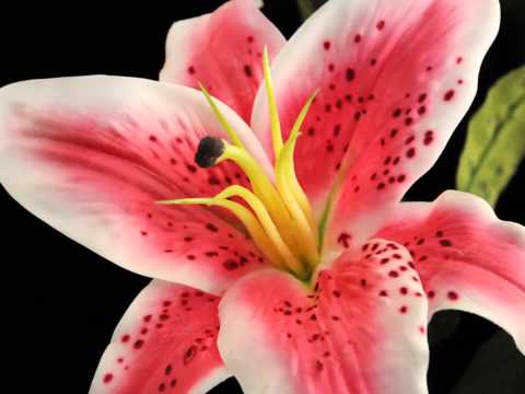 ❤❤  Lara Fabian  Ƹ̵̡Ӝ̵̨̄Ʒ Ƹ̵̡Ӝ̵̨̄Ʒ Non mollare mai  ❤❤