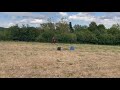 Gentil cheval 6 ans 
