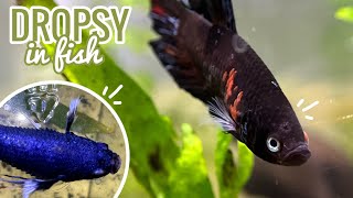 Dropsy In Fish